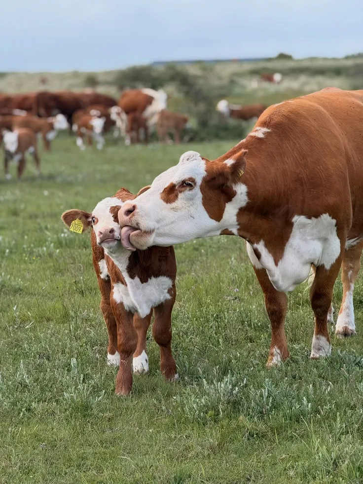 Improving Feed
Efficiency